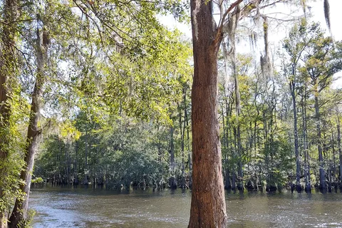 Princess Ann - Lumber River State Park