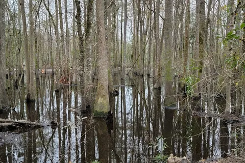 Princess Ann - Lumber River State Park