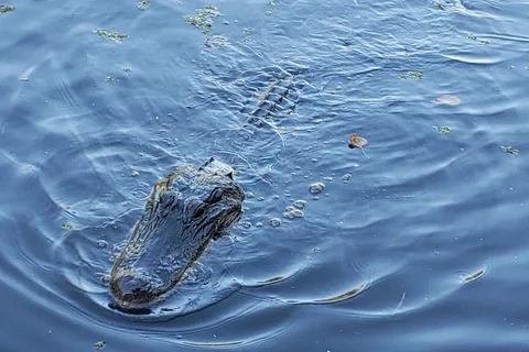 Bayou Segnette State Park