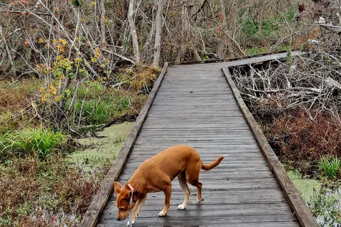 Bayou Segnette State Park
