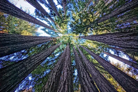 Santa Cruz Redwoods RV Resort
