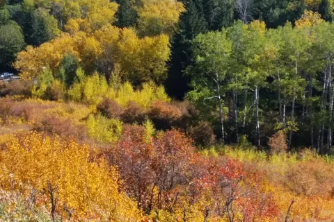 Old Baldy - Cypress Hills Interprovincial Park - Alberta