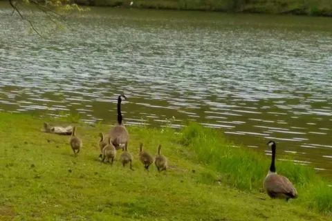 Lake Murphysboro State Park