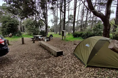 West Pinewood - MacKerricher State Park