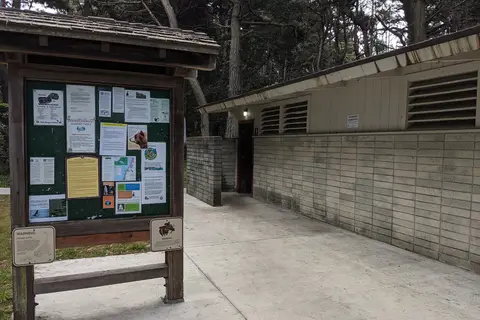 West Pinewood - MacKerricher State Park