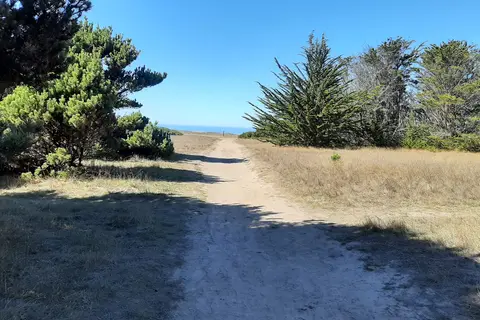 West Pinewood - MacKerricher State Park