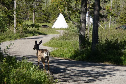 Crandell Campground - Waterton Lakes National Park