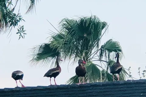 El Ranchito At Resaca Bend MH and RV Park