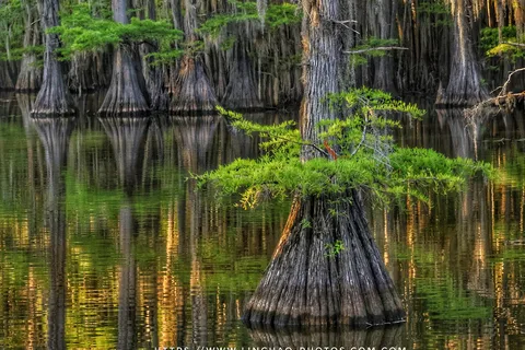 Caddo Lake State Park