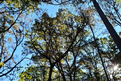 Caddo Lake State Park