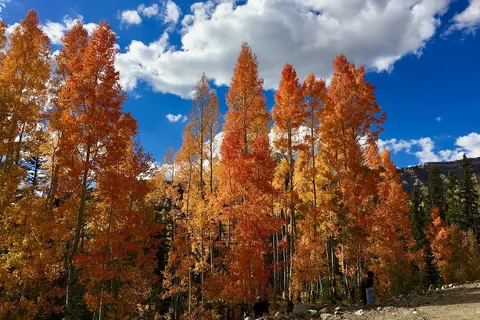 Oasis RV Resort and Cottages Durango