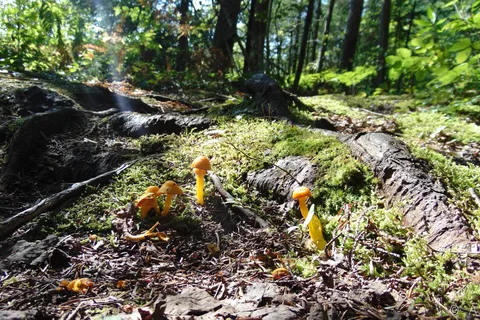 Kettle Pond State Park