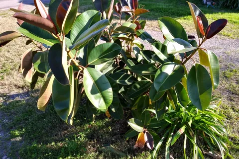 Tropical Gardens RV Park and Resort