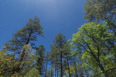 Upper Log Apache Reservation
