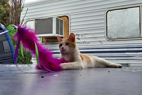 Roadrunner RV Park