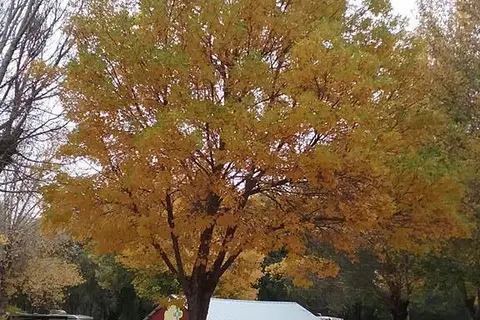 Camp at Cloudcroft