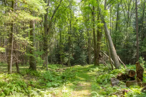 Colors of the Forest RV Resort & Campground
