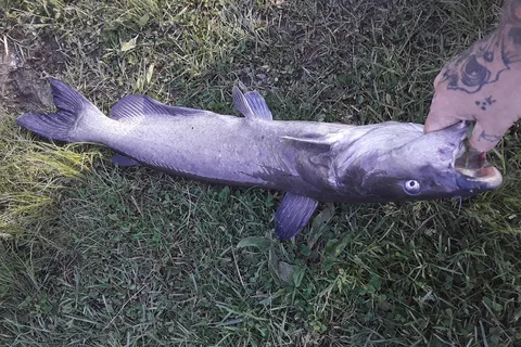 Big Fish-n-Camp Ground