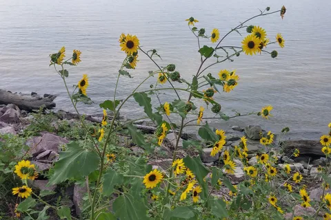 Burbach - Lewis and Clark State Recreation Area