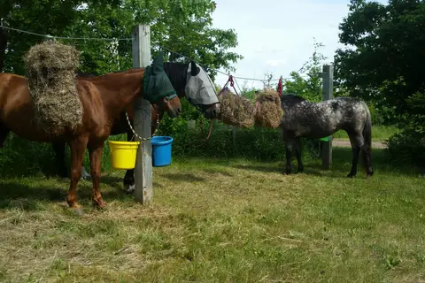 St Croix State Forest - Tamarack Horse Camp