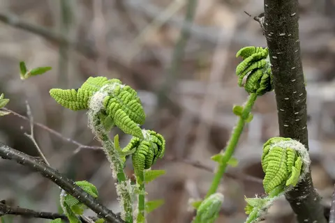 St Croix State Forest - Tamarack Horse Camp