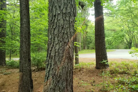 Holly Point - Falls Lake State Recreation Area