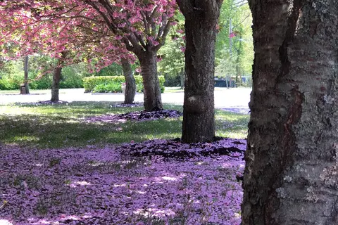 Acorn Campground