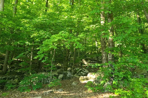 Honeycomb Campground