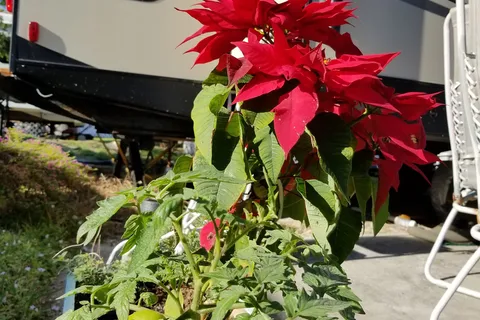 Lucky Clover RV and Mobile Home Park