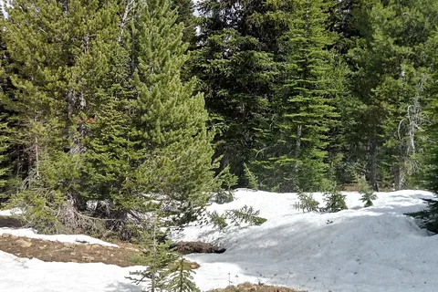 Tree Phones - Department of Natural Resources