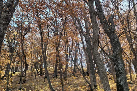 Sica Hollow State Park