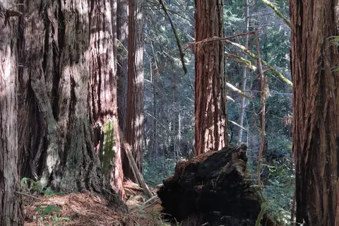 Woodside Lower/Upper - Salt Point State Park