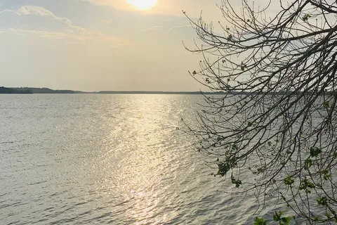 Willow - Lovewell State Park