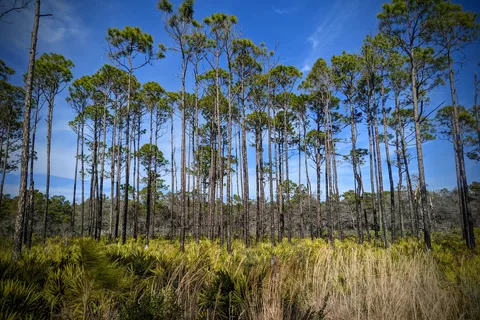 Topsail Hill Preserve State Park Gregory E. Moore RV Resort