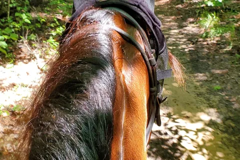 McMillan Farms,Campground and Horseback Riding Trails