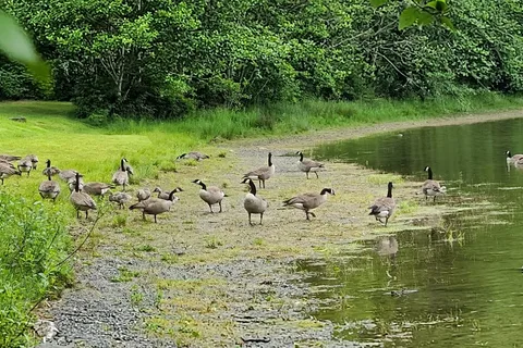 Deer Lake - Sasquatch Provincial Park