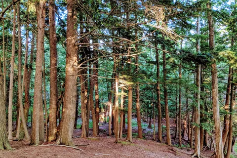 Sunnywoods Campground