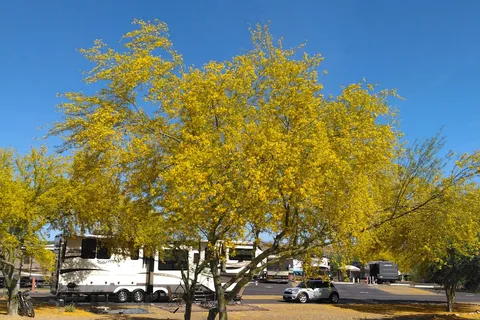 Eagle View RV Resort At Fort Mcdowell