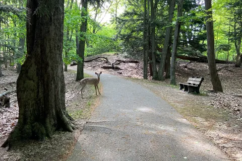 Pines - Ludington State Park
