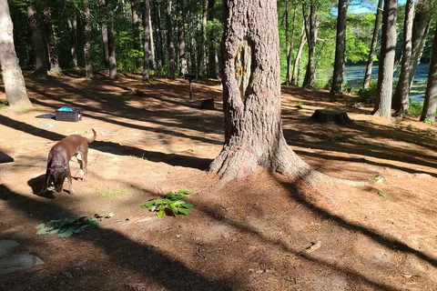 Harold Parker State Forest Lorraine Park
