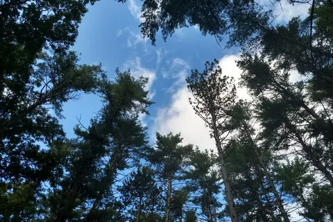 Harold Parker State Forest Lorraine Park