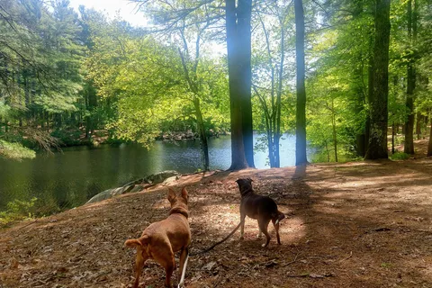 Harold Parker State Forest Lorraine Park