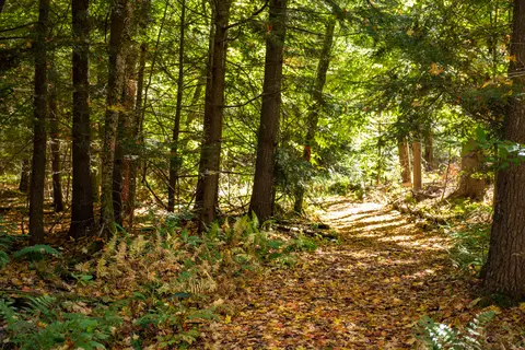 Daggett Lake Campsites