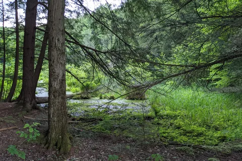Hills Creek State Park