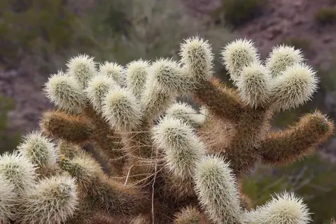 Picacho Peak State Park