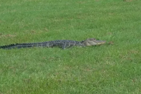 Silver Dollar Golf and RV Resort