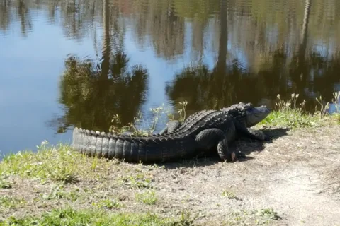 Silver Dollar Golf and RV Resort