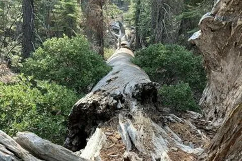 Upper/Lower Pine - D L Bliss State Park