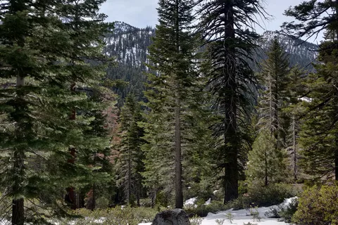 Upper/Lower Pine - D L Bliss State Park