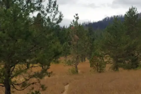 Indian Camp - Teanaway Area - Department of Natural Resources